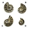 Pyritized Ammonite Fossil