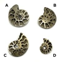 Pyritized Ammonite Fossil
