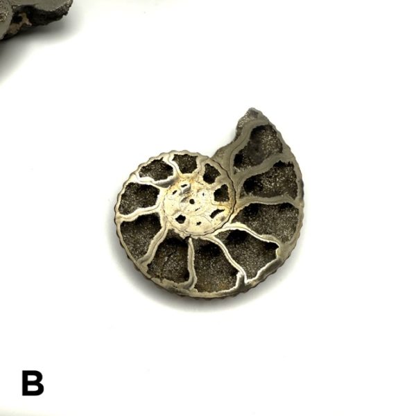 Pyritized Ammonite Fossil