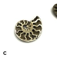 Pyritized Ammonite Fossil