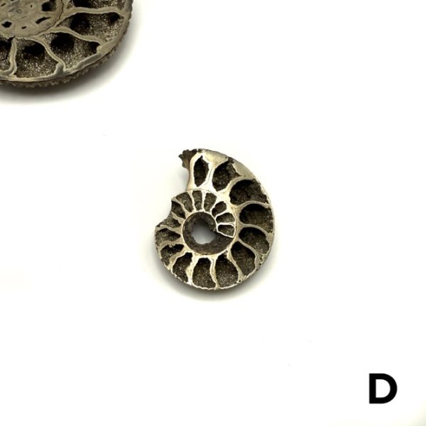 Pyritized Ammonite Fossil