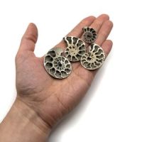 Pyritized Ammonite Fossil