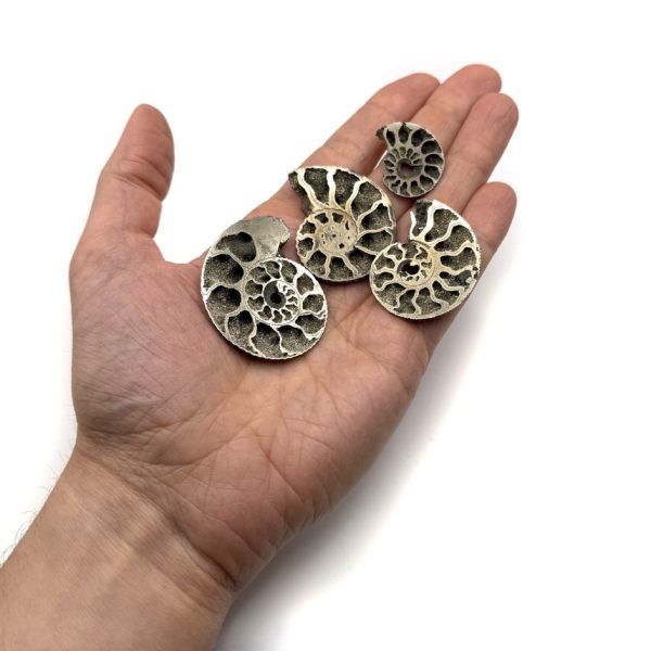 Pyritized Ammonite Fossil