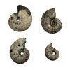 Pyritized Ammonite Fossil