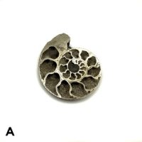 Pyritized Ammonite Fossil