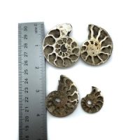 Pyritized Ammonite Fossil