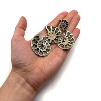 Pyritized Ammonite Fossil