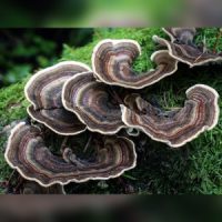 AVINI Zmunity Mushrooms