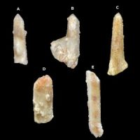 Fairy Quartz Points, South Africa