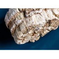 Agarikon Mushroom by Ascent Nutrition