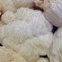 Lion's Mane Mushroom by Ascent Nutrition