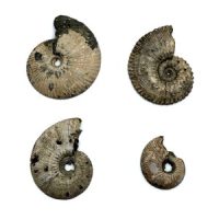 Pyritized Ammonite Fossil