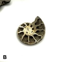 Pyritized Ammonite Fossil